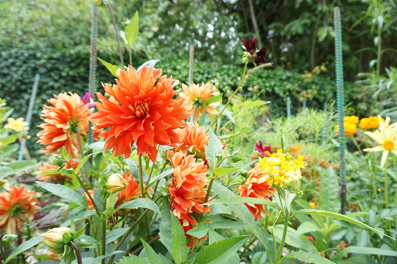 Giverny