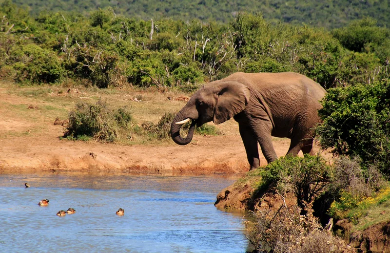 Addo