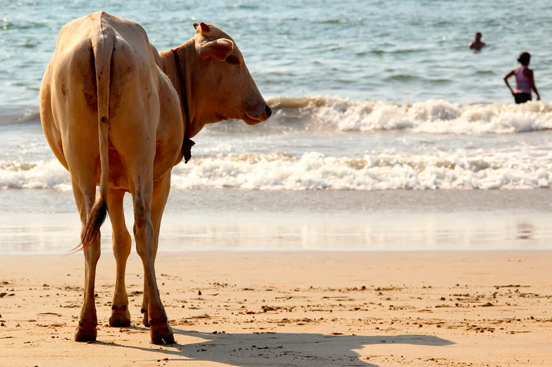Old Goa