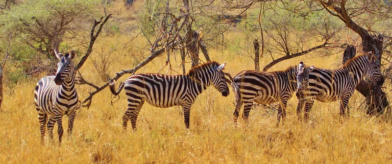 Arusha