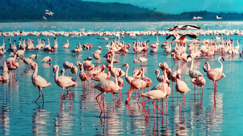 Nakuru