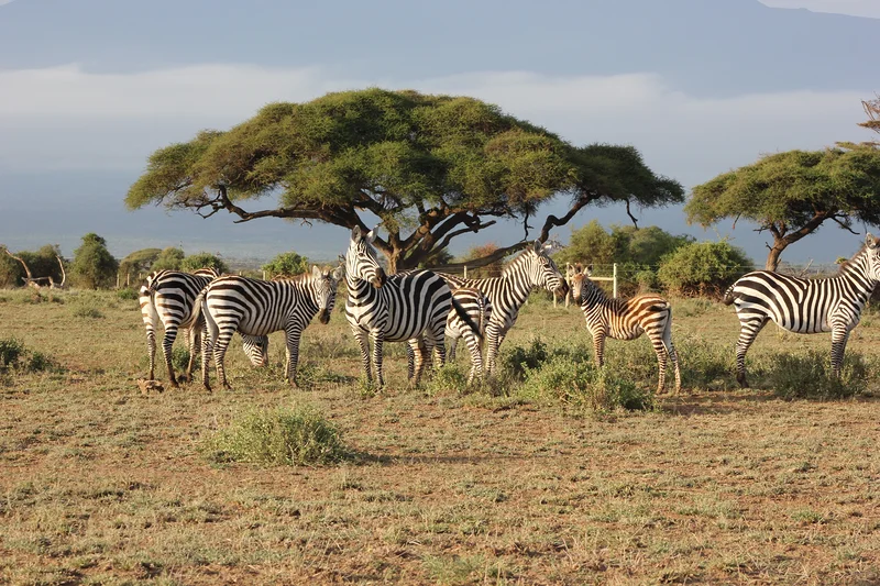 Narok