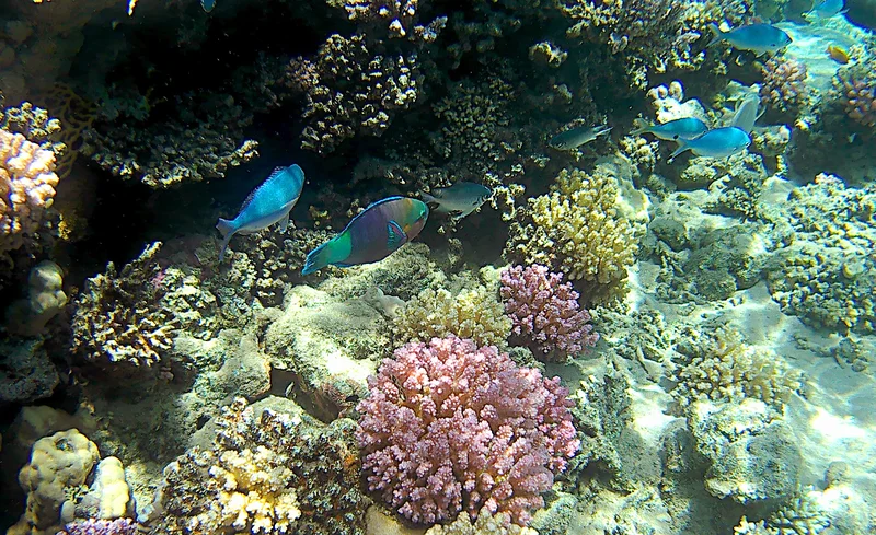 Sharm el-Sheikh