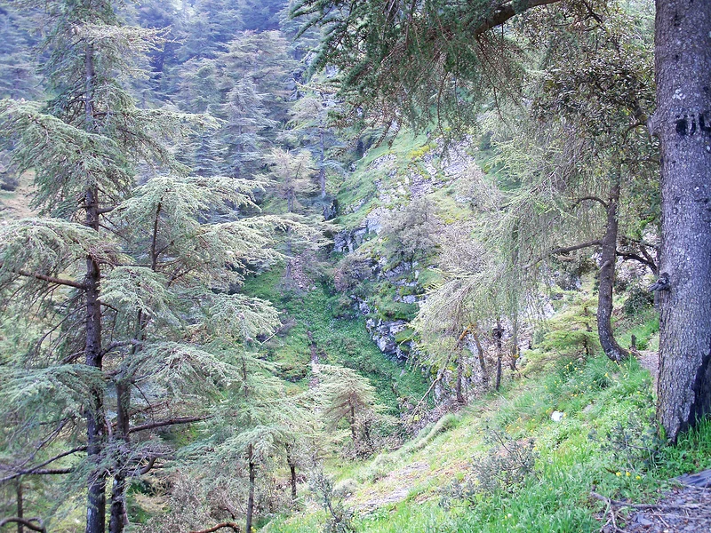 Blida