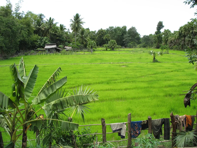 Pursat