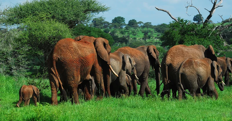 Arusha