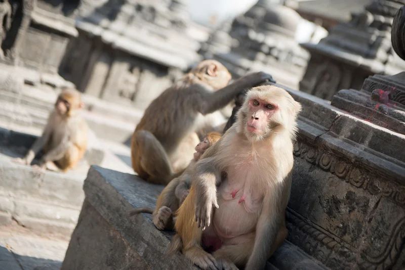 Kathmandu