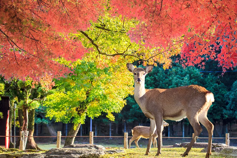 Nara