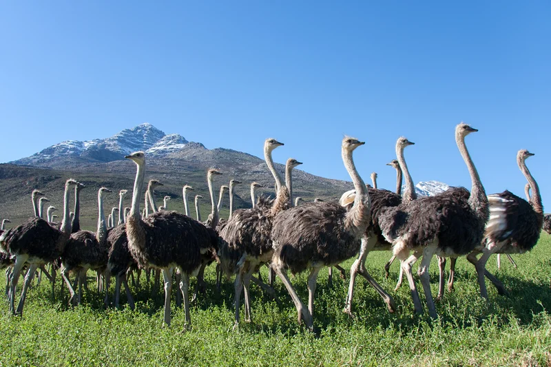 Oudtshoorn
