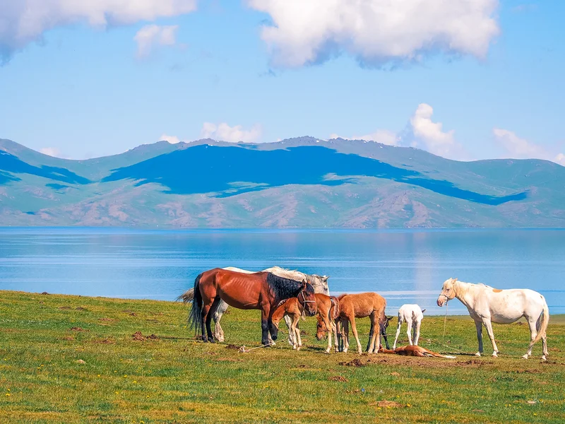 Naryn